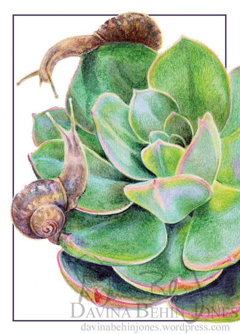 SnailSucculent_ThankYous_web