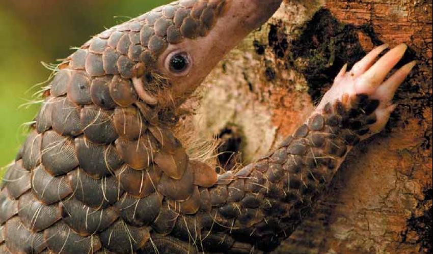 malayan_pangolin__manis_javanica____bjorn_olesen