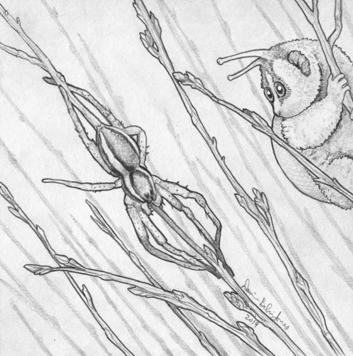 LorisnailDolomedes_web